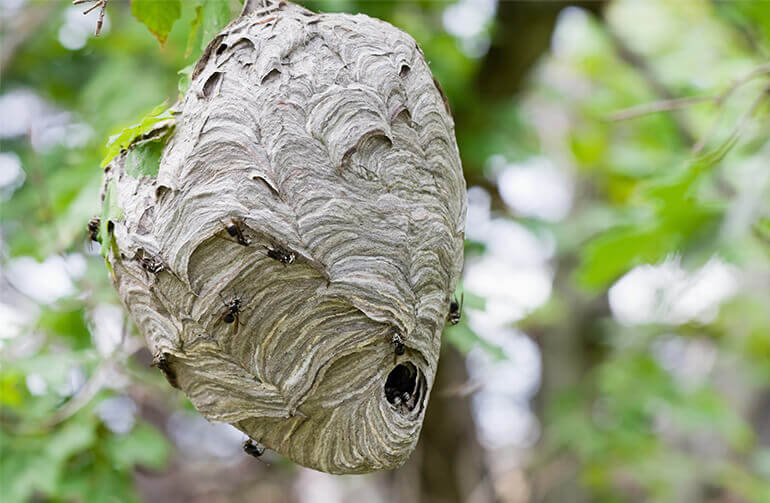 How To Get Rid Of Wasps - Kill & Prevent Hornets - Raid®