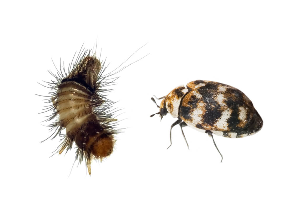 Escarabajos – Cómo Deshacerse de los Escarabajos – Conceptos Básicos sobre  Insectos de Raid®